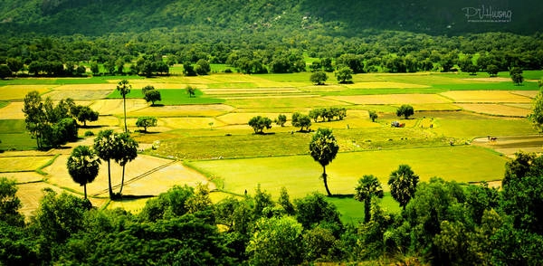 Cánh đồng Tà Pạ. Ảnh: PVHuong