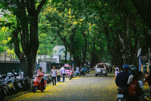 Khoảng thời gian tháng 5 đến tháng 7 du khách sẽ bắt gặp mùa hoa phượng vàng khoe sắc thắm khi tới Huế. Khoảng thời gian tháng 5 đến tháng 7 du khách sẽ bắt gặp mùa hoa phượng vàng khoe sắc thắm khi tới Huế.