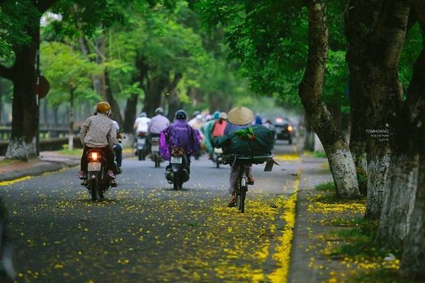 Hoa phượng vàng được trồng dọc các con phố Ngô Quyền, ngã ba Phan Bội Châu, Lê Lợi. Nơi đây thu hút nhiều du khách, cũng như những người yêu nhiếp ảnh tới để thỏa sức sáng tác. Hoa phượng vàng được trồng dọc các con phố Ngô Quyền, ngã ba Phan Bội Châu, Lê Lợi. Nơi đây thu hút nhiều du khách, cũng như những người yêu nhiếp ảnh tới để thỏa sức sáng tác.
