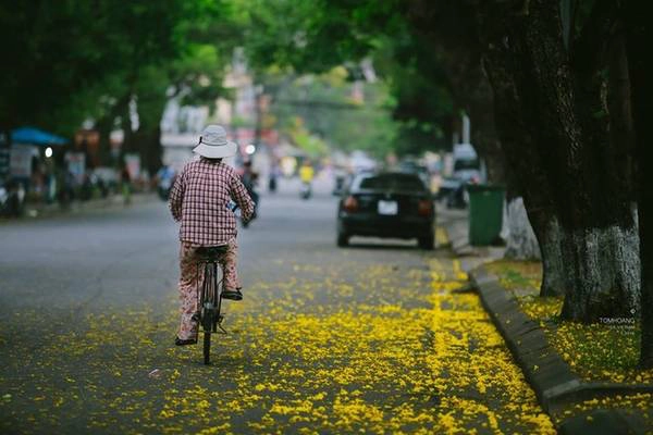 Hoa phượng vàng gần giống về hình dáng cây và lá như phượng vĩ, nhưng bông nhỏ hơn và màu hoa vàng nghệ. Hoa phượng vàng gần giống về hình dáng cây và lá như phượng vĩ, nhưng bông nhỏ hơn và màu hoa vàng nghệ.