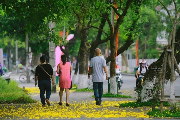 Cánh hoa mỏng manh, cuốn theo chiều gió tạo ra thảm hoa vàng tươi nguyên màu thời gian. Cánh hoa mỏng manh, cuốn theo chiều gió tạo ra thảm hoa vàng tươi nguyên màu thời gian.