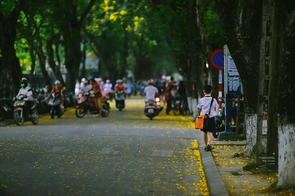 Hoa rơi theo dòng người hối hả với những lo toan đời thường và theo bước chân em nhỏ đến trường. Hoa rơi theo dòng người hối hả với những lo toan đời thường và theo bước chân em nhỏ đến trường.