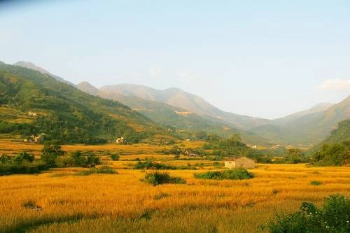 Vẻ đẹp yên bình của lúa hòa trong sắc xanh của núi rừng Bình Liêu. Ảnh: binhlieu.vnweblogs Vẻ đẹp yên bình của lúa hòa trong sắc xanh của núi rừng Bình Liêu. Ảnh: binhlieu.vnweblogs