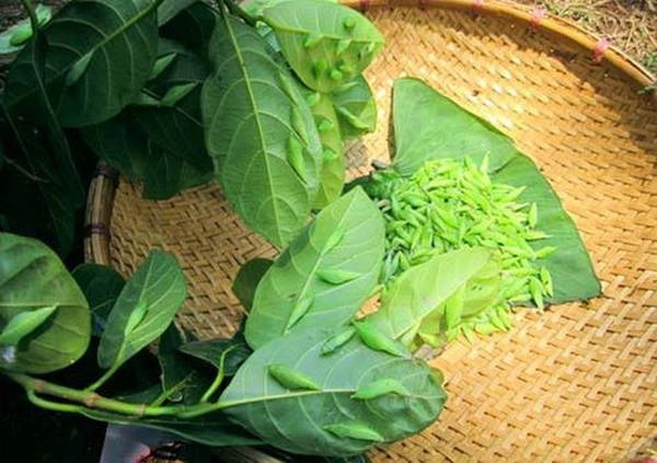 Kén sâu muồng bám vào phía sau lá - Ảnh: Trần Thảo Nhi Kén sâu muồng bám vào phía sau lá - Ảnh: Trần Thảo Nhi