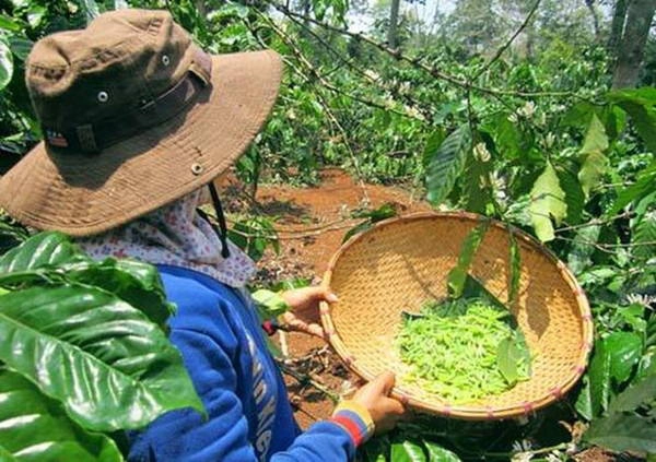 Săn kén sâu muồng - Ảnh: Trần Thảo Nhi Săn kén sâu muồng - Ảnh: Trần Thảo Nhi