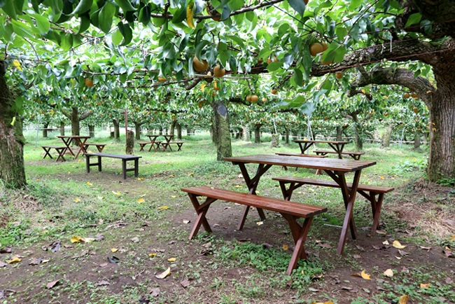 Vườn lê trĩu quả ở Karatachi Orchards. Vườn lê trĩu quả ở Karatachi Orchards.