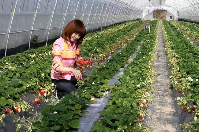 Dâu tây đỏ mọng có thể ăn ngay tại chỗ. Dâu tây đỏ mọng có thể ăn ngay tại chỗ.