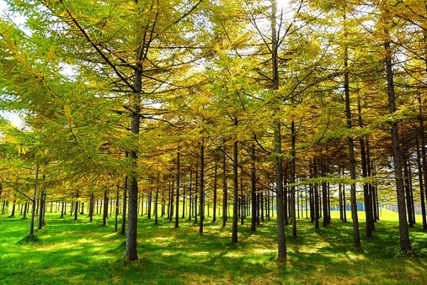 Màu vàng bao phủ lên không gian, khiến Hokkaido trở nên lãng mạn hơn bao giờ hết. Màu vàng bao phủ lên không gian, khiến Hokkaido trở nên lãng mạn hơn bao giờ hết.
