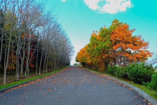 Mùa thu Hokkaido chỉ kéo dài khoảng một tháng trước khi đông về. Thu từ Hokkaido sẽ đi dọc xuống Kyoto rồi Osaka, và Tokyo là nơi cuối cùng đón thu. Mùa thu Hokkaido chỉ kéo dài khoảng một tháng trước khi đông về. Thu từ Hokkaido sẽ đi dọc xuống Kyoto rồi Osaka, và Tokyo là nơi cuối cùng đón thu.