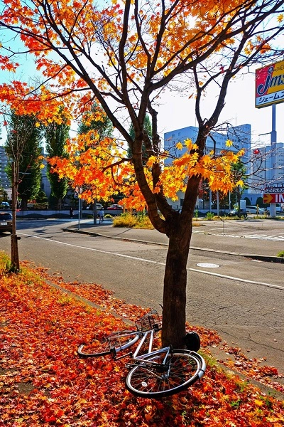 Hokkaido vào mùa thu đẹp tựa tranh vẽ. Hokkaido vào mùa thu đẹp tựa tranh vẽ.
