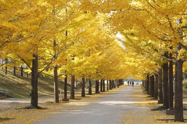Fukushima là tỉnh nằm ở phía bắc thủ đô Nhật Bản, cách chừng 300 km. Nơi đây được nhiều người Việt biết đến sau thảm họa động đất, sóng thần năm 2011. Nhưng đến nay, Fukushima đã có sự hồi sinh kỳ diệu, cả về cơ sở hạ tầng và phong cảnh thiên nhiên. Fukushima là tỉnh nằm ở phía bắc thủ đô Nhật Bản, cách chừng 300 km. Nơi đây được nhiều người Việt biết đến sau thảm họa động đất, sóng thần năm 2011. Nhưng đến nay, Fukushima đã có sự hồi sinh kỳ diệu, cả về cơ sở hạ tầng và phong cảnh thiên nhiên.