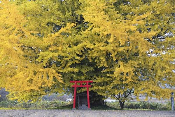 Ít người biết rằng, trước năm 2011, Fukushima là vùng đất trù phú và tươi đẹp bên bờ Thái Bình Dương, được du khách đổ xô đến tham quan, nghỉ mát. Ít người biết rằng, trước năm 2011, Fukushima là vùng đất trù phú và tươi đẹp bên bờ Thái Bình Dương, được du khách đổ xô đến tham quan, nghỉ mát.