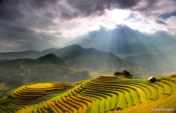 thang-9-ru-nhau-di-ngam-ruong-bac-thang-buoc-sang-mua-vang-ivivu-7