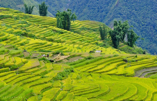 Ảnh: Trọng Bẳng