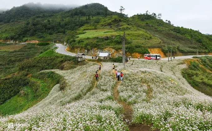 Nhóm khách du lịch dừng chân chụp ảnh tại một đồi hoa tam giác mạch nằm ở ven con đường nối thị trấn Đồng Văn với xã Lũng Cú. Hầu hết ruộng hoa đều do người dân địa phương trồng và chăm sóc. Khách muốn vào bên trong phải trả phí tham quan với giá chung là 10.000 đồng mỗi người.