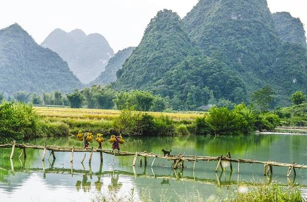 Những chiếc cầu tre xinh xinh là nơi bà con hàng ngày gánh lúa về. Những chiếc cầu tre xinh xinh là nơi bà con hàng ngày gánh lúa về.