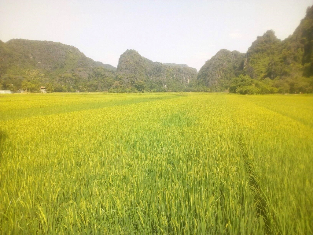 mua-vang-tam-coc-diu-dep-trong-anh-check-in-cua-khach-tay-ivivu-15