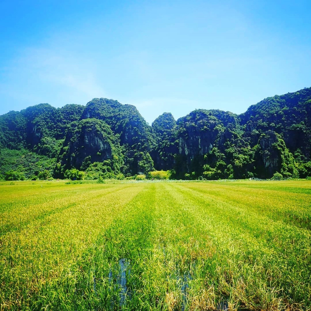 Những thảm sắc màu sinh động là sự hòa trộng, xen lẫn giữa cánh đồng lúa xanh với lúa chín vàng. Những thảm sắc màu sinh động là sự hòa trộng, xen lẫn giữa cánh đồng lúa xanh với lúa chín vàng.