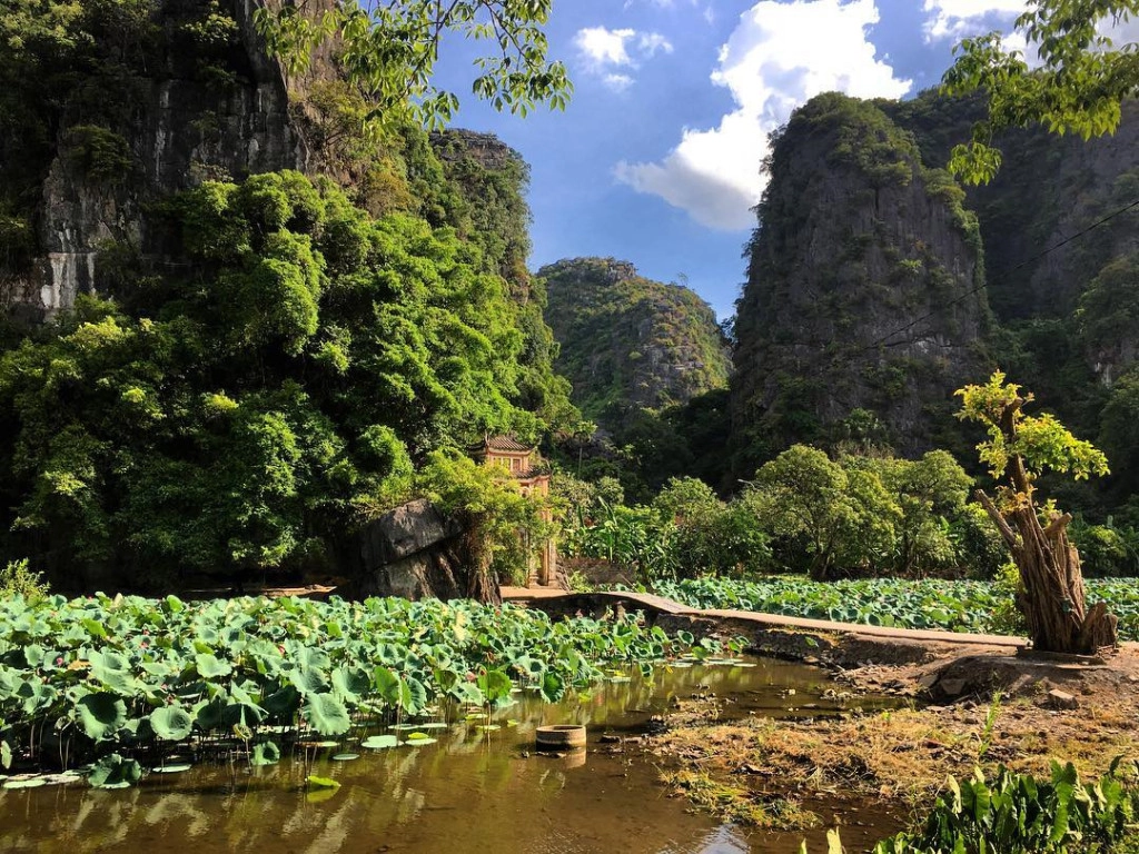 Cùng với mùa lúa chín, sen Tam Cốc cũng tô điểm cho bức tranh mùa vàng thêm phần thắm sắc. Ảnh: @melissannep - @one_wander_at_a_time. Cùng với mùa lúa chín, sen Tam Cốc cũng tô điểm cho bức tranh mùa vàng thêm phần thắm sắc. Ảnh: @melissannep - @one_wander_at_a_time.