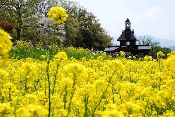 Du khách tham quan festival hoa cải ở Nanohana - Ảnh: city.iiyama.nagano Du khách tham quan festival hoa cải ở Nanohana - Ảnh: city.iiyama.nagano