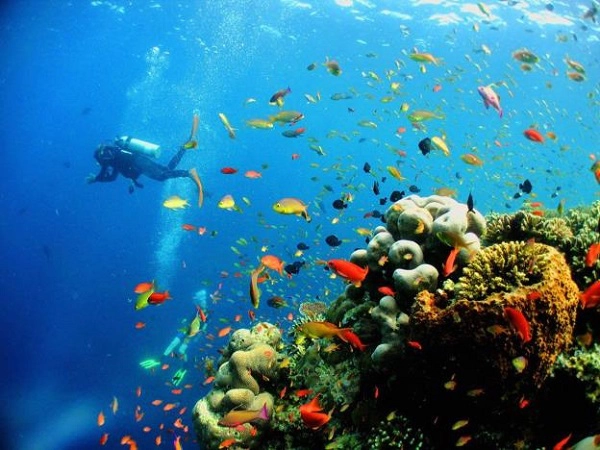 Các rặng san hô phát triển ngay bên dưới các khu resort. Chỉ cần bước xuống nước, bạn đã có thể bắt đầu ngay chuyến thám hiểm của mình.