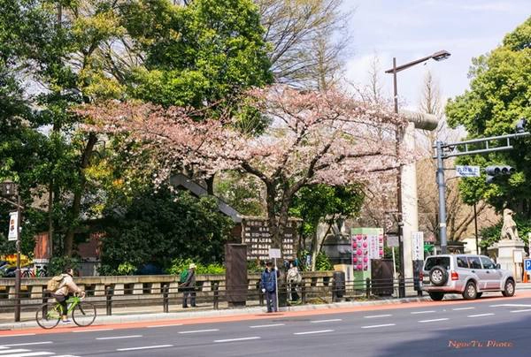 Ở Tokyo, rải rác trên một số con đường vào cuối tháng 3, hoa anh đào đã bắt đầu nở . Ở Tokyo, rải rác trên một số con đường vào cuối tháng 3, hoa anh đào đã bắt đầu nở .