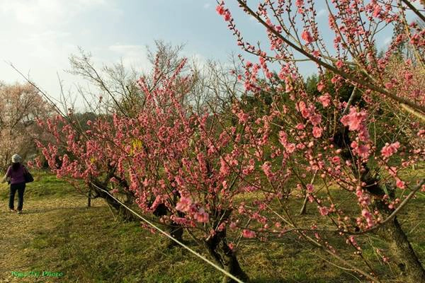 Nơi đây có cả hoa đào đỏ - như đào bích của Việt Nam, với nụ to tròn, sắc thắm đậm . Nơi đây có cả hoa đào đỏ - như đào bích của Việt Nam, với nụ to tròn, sắc thắm đậm .