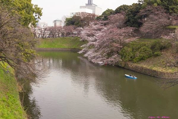 Dọc hai bên con kênh Chidorigafuchi - một trong những nơi ngắm hoa anh đào đẹp nhất Tokyo, những nụ hoa đầu tiên cũng đã hé nở. Bạn có thể thuê thuyền đi dọc con kênh ngắm hoa, chụp ảnh. Dọc hai bên con kênh Chidorigafuchi - một trong những nơi ngắm hoa anh đào đẹp nhất Tokyo, những nụ hoa đầu tiên cũng đã hé nở. Bạn có thể thuê thuyền đi dọc con kênh ngắm hoa, chụp ảnh.