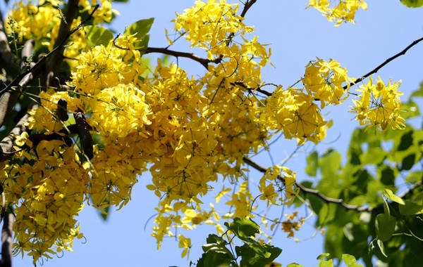 Hoa muồng bọ cạp vàng nở phủ kín cây. Cánh hoa hình bầu dục, mặt ngoài phủ lông mượt. Chùm hoa vàng rực rỡ buông rủ, nổi bật trên tán lá xanh. Hoa muồng bọ cạp vàng nở phủ kín cây. Cánh hoa hình bầu dục, mặt ngoài phủ lông mượt. Chùm hoa vàng rực rỡ buông rủ, nổi bật trên tán lá xanh.