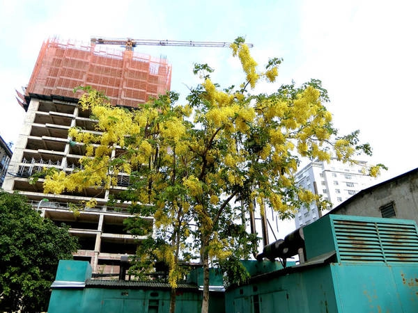 Hàng năm cứ vào khoảng tháng 5, muồng hoàng yến lại nở rộ khoe sắc vàng giữa cái nắng chói chang của mùa hè. Nhiều người ví von cây như người thiếu nữ quý tộc, lúc nào cũng yểu điệu, kiêu sa. Hàng năm cứ vào khoảng tháng 5, muồng hoàng yến lại nở rộ khoe sắc vàng giữa cái nắng chói chang của mùa hè. Nhiều người ví von cây như người thiếu nữ quý tộc, lúc nào cũng yểu điệu, kiêu sa.