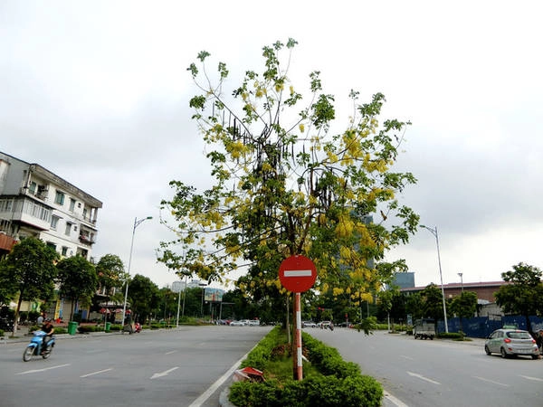 Quả muồng hoàng yến dạng đậu hình trụ, hơi có đốt, dài 20–60 cm hoặc hơn, khi khô có vỏ cứng. Quả muồng hoàng yến dạng đậu hình trụ, hơi có đốt, dài 20–60 cm hoặc hơn, khi khô có vỏ cứng.