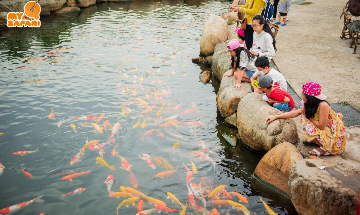 Các bé thích thú ngắm nhìn đàn cá Koi bơi lội