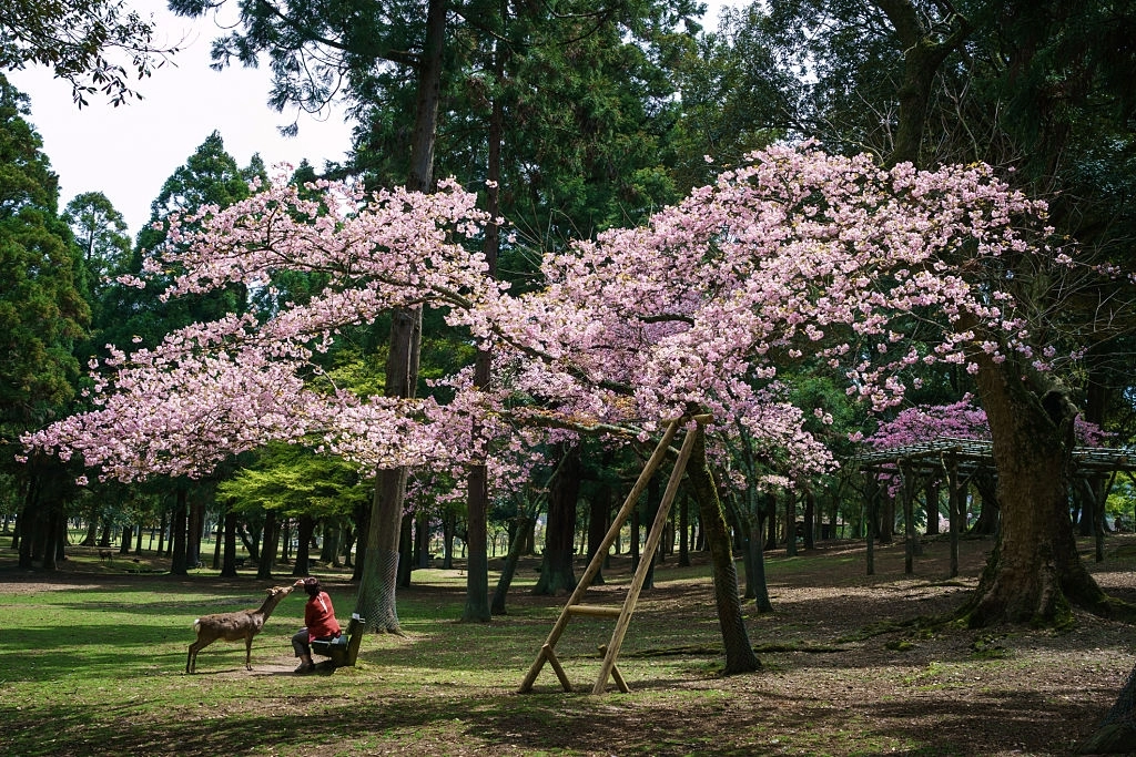   Thành phố Nara nổi tiếng là nơi loài nai sinh sống hòa hợp với con người. Theo truyền thuyết Thần đạo của người Nhật, nai là sứ giả truyền tải những ước mong của con người đến thần linh. 