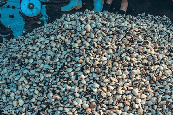 Dọc con đường ven biển Nam Định có những bãi nuôi ngao rộng lớn, xen kẽ rừng ngập mặn. Những bãi ngao là nơi làm việc của người dân địa phương hàng ngày. Đây là một trong những nghề phổ biển nhất tại đây. Dọc con đường ven biển Nam Định có những bãi nuôi ngao rộng lớn, xen kẽ rừng ngập mặn. Những bãi ngao là nơi làm việc của người dân địa phương hàng ngày. Đây là một trong những nghề phổ biển nhất tại đây.
