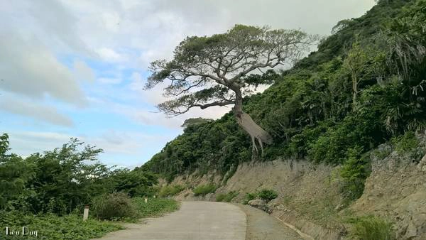 Không khó để bắt gặp những cây cổ thụ có thân to lớn vươn ra giữa đường, khiến cho những ai đi ngang đều không khỏi thích thú. Không khó để bắt gặp những cây cổ thụ có thân to lớn vươn ra giữa đường, khiến cho những ai đi ngang đều không khỏi thích thú.