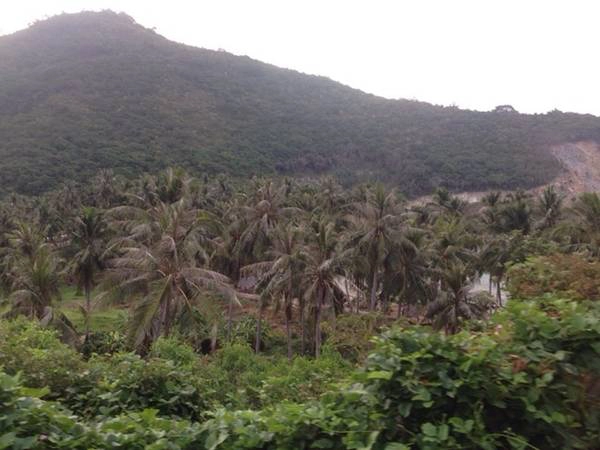 Bạn có thể thưởng thức nước dừa trên đảo. Nước dừa ở đây vị rất đặc biệt hơi có vị mặn, không ngọt như trên đất liền. 