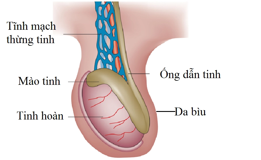 Nam giới bị giãn tĩnh mạch thừng tinh có thể sinh con được không?