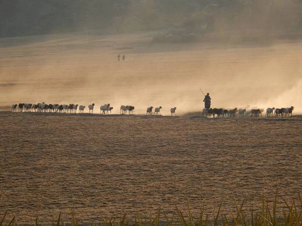 Đàn dê - dấu hiệu của sự giàu có của những gia đình thổ dân Maasai. Đàn dê - dấu hiệu của sự giàu có của những gia đình thổ dân Maasai.
