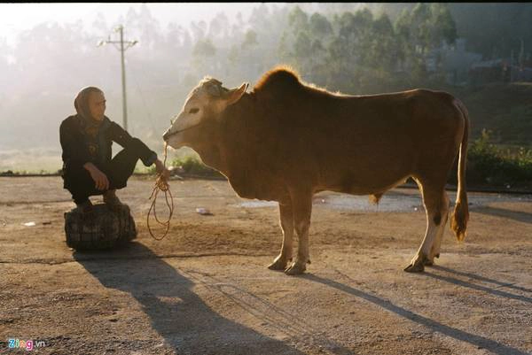 Người bán bò tại chợ kinh doanh gia súc gia cầm. Người bán bò tại chợ kinh doanh gia súc gia cầm.