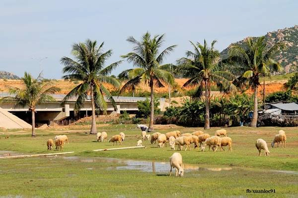Những cánh đồng cừu thơ mộng như thảo nguyên xanh; những dãy núi cao trùng điệp nối đuôi nhau chạy dài tít tắp; đàn bò, dê thong dong nhởn nhơ đi lại trên đường. Xa xa làng chài Từ Thiện, Sơn Hải thấp thoáng dưới chân đồi, sa mạc cát mênh mông; các con đường uốn lượn đẹp mắt, tạo cho bạn cảm giác phấn khích. Những cánh đồng cừu thơ mộng như thảo nguyên xanh; những dãy núi cao trùng điệp nối đuôi nhau chạy dài tít tắp; đàn bò, dê thong dong nhởn nhơ đi lại trên đường. Xa xa làng chài Từ Thiện, Sơn Hải thấp thoáng dưới chân đồi, sa mạc cát mênh mông; các con đường uốn lượn đẹp mắt, tạo cho bạn cảm giác phấn khích.