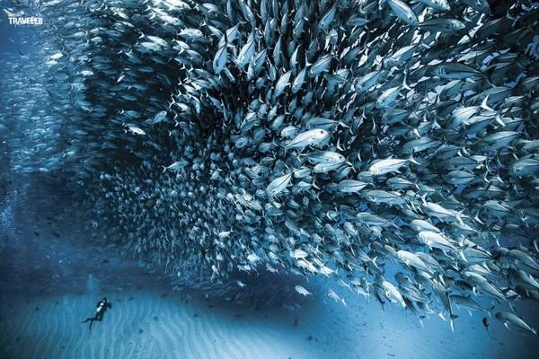  Đàn cá với số lượng khổng lồ bơi lội tại công viên quốc gia Baja California