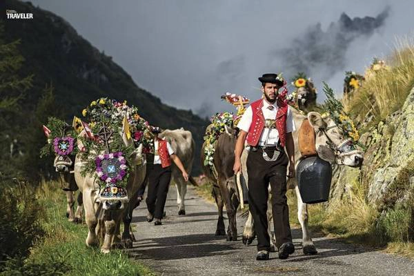 Lễ hội Désalpe ở bang Uri, Thụy Sĩ đánh dấu sự kiện đàn gia súc xuống núi vào mùa thu hằng năm