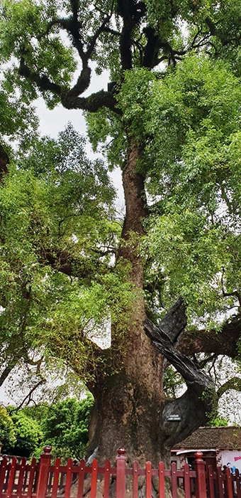 Cây cao khoảng 36m, từ năm 1932 đã được trường Viễn Đông Bác cổ (nay là Bảo tàng Lịch sử Việt Nam) xếp hạng là cây cổ thụ quý hiếm của Việt Nam Cây cao khoảng 36m, từ năm 1932 đã được trường Viễn Đông Bác cổ (nay là Bảo tàng Lịch sử Việt Nam) xếp hạng là cây cổ thụ quý hiếm của Việt Nam