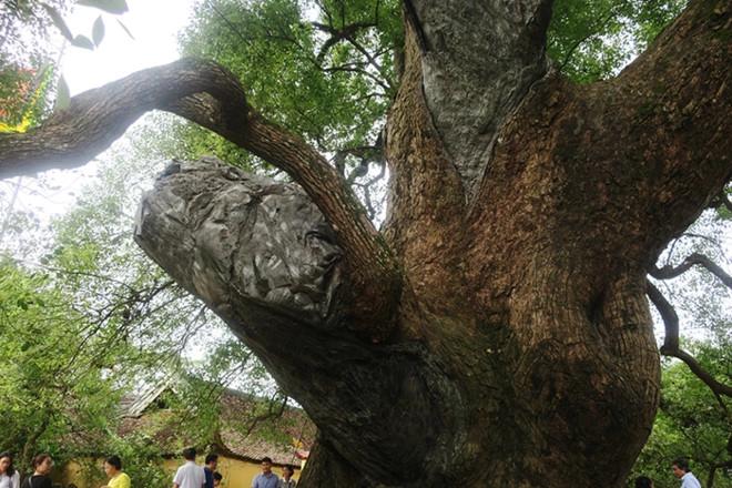 Theo người dân nơi đây, những cành gẫy đều gắn với sự chuyển biến lớn của đất nước Theo người dân nơi đây, những cành gẫy đều gắn với sự chuyển biến lớn của đất nước