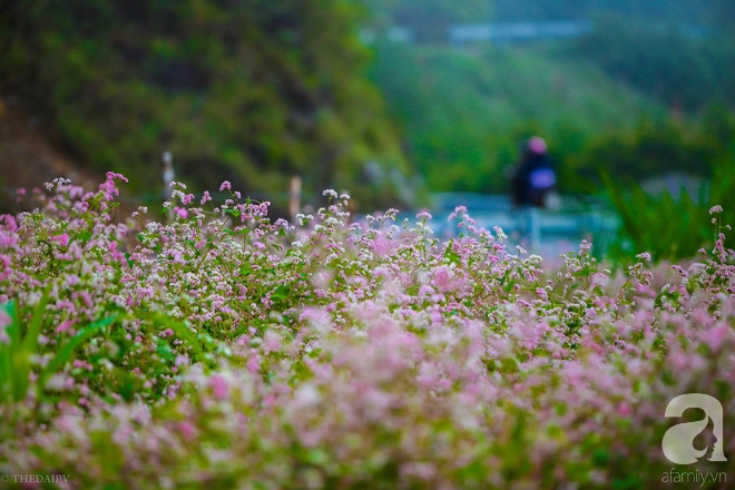 ngam-ha-giang-dep-me-hon-khi-tam-giac-mach-no-ro-nhuom-hong-mien-da-ivivu-15