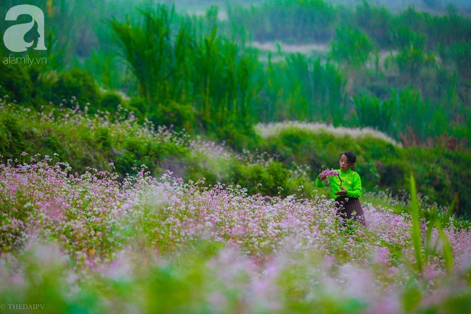 ngam-ha-giang-dep-me-hon-khi-tam-giac-mach-no-ro-nhuom-hong-mien-da-ivivu-18