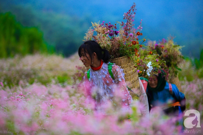 ngam-ha-giang-dep-me-hon-khi-tam-giac-mach-no-ro-nhuom-hong-mien-da-ivivu-9