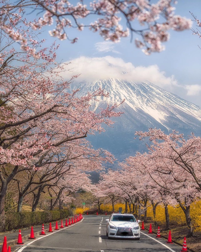 Núi Phú Sĩ trong khung cảnh mua hoa anh đào lãng mạn