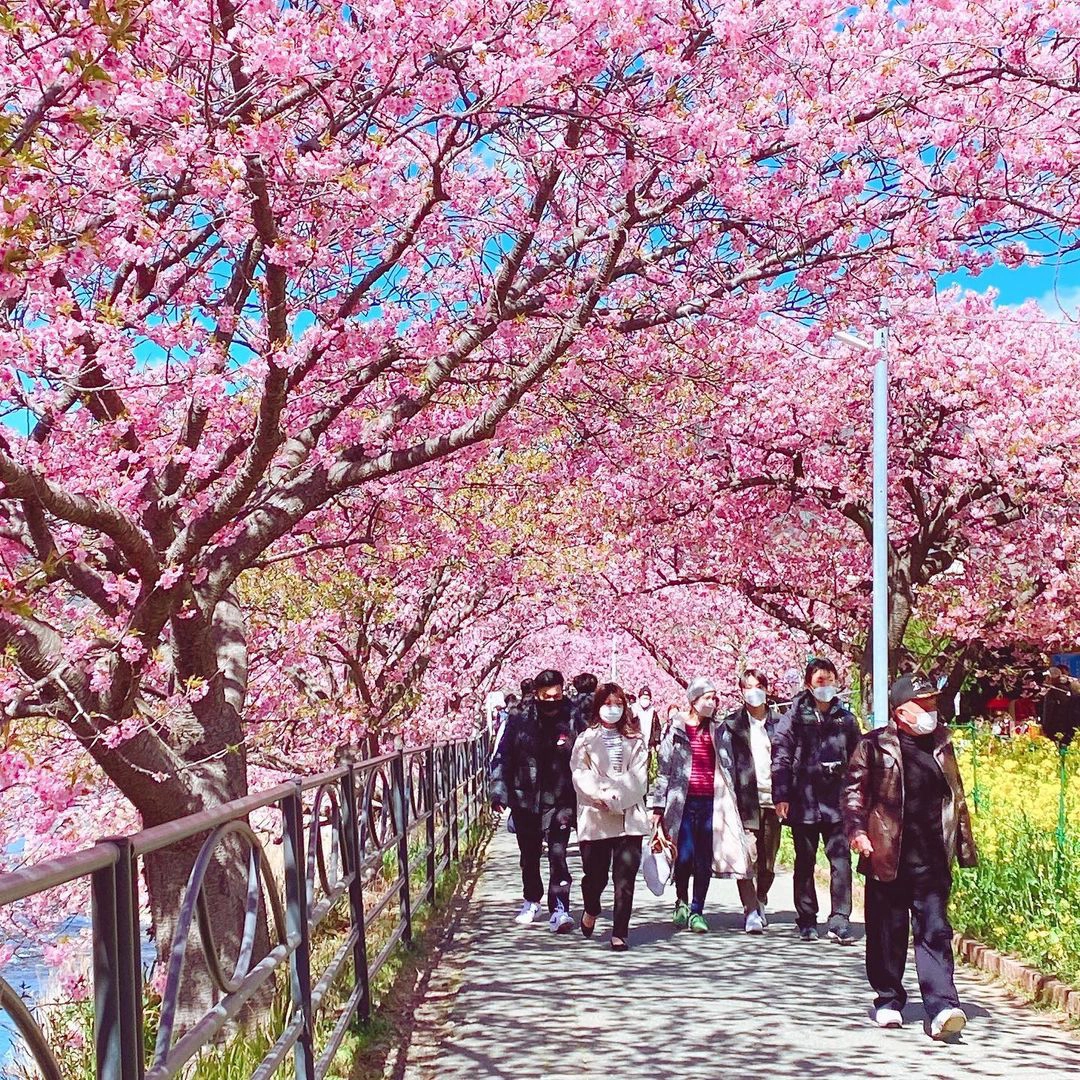 Mùa hoa anh đào ở Kawazu. Ảnh: @3nd4_em1.