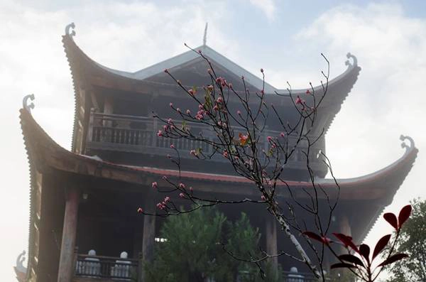 Ở Bà Nà, hoa đào chuông nở rộ tại khu vực đền Lĩnh Chúa Linh Từ, chùa Linh Phong Tự, Trú Vũ Đài, Trú Vũ Trà Quán. Dừng chân nơi đây, giữa không gian tâm linh thâm trầm, với những đóa đào chuông dịu dàng, thuần khiết, khách du lịch tìm thấy sự an nhiên, tĩnh tại cho tâm hồn.